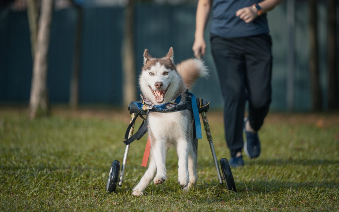 Disable Furkid with Wheel